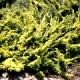 Juniperus chinensis 'Plumosa Aurea'-Jałowiec chiński 'Plumosa Aurea'