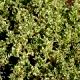 Buxus sempervirens 'Elegantissima' - Bukszpan wieczniezielony 'Elegantissima'