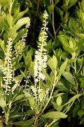 Clethra alnifolia 'Hummingbird' - Orszelina olcholistna 'Hummingbird'