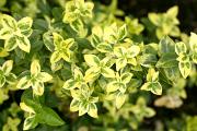Euonymus fortunei 'Gold Tip' - Trzmielina Fortune'a 'Gold Tip'