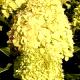 Hydrangea paniculata 'Limelight' - Hortensja wiechowata 'Limelight'