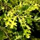 Quercus cerris 'Marmorata' - Dąb burgundzki 'Marmor Star'