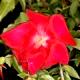 Rosa chinensis 'Sanguinea'-Róża chińska 'Sanguinea'