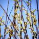 Salix acutifolia-Wierzba ostrolistna